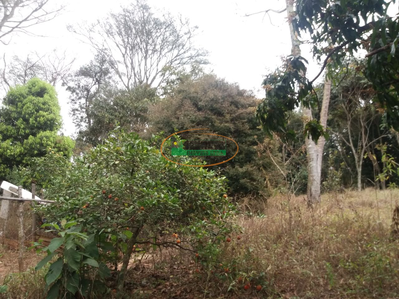 Imagem da propriedade 3