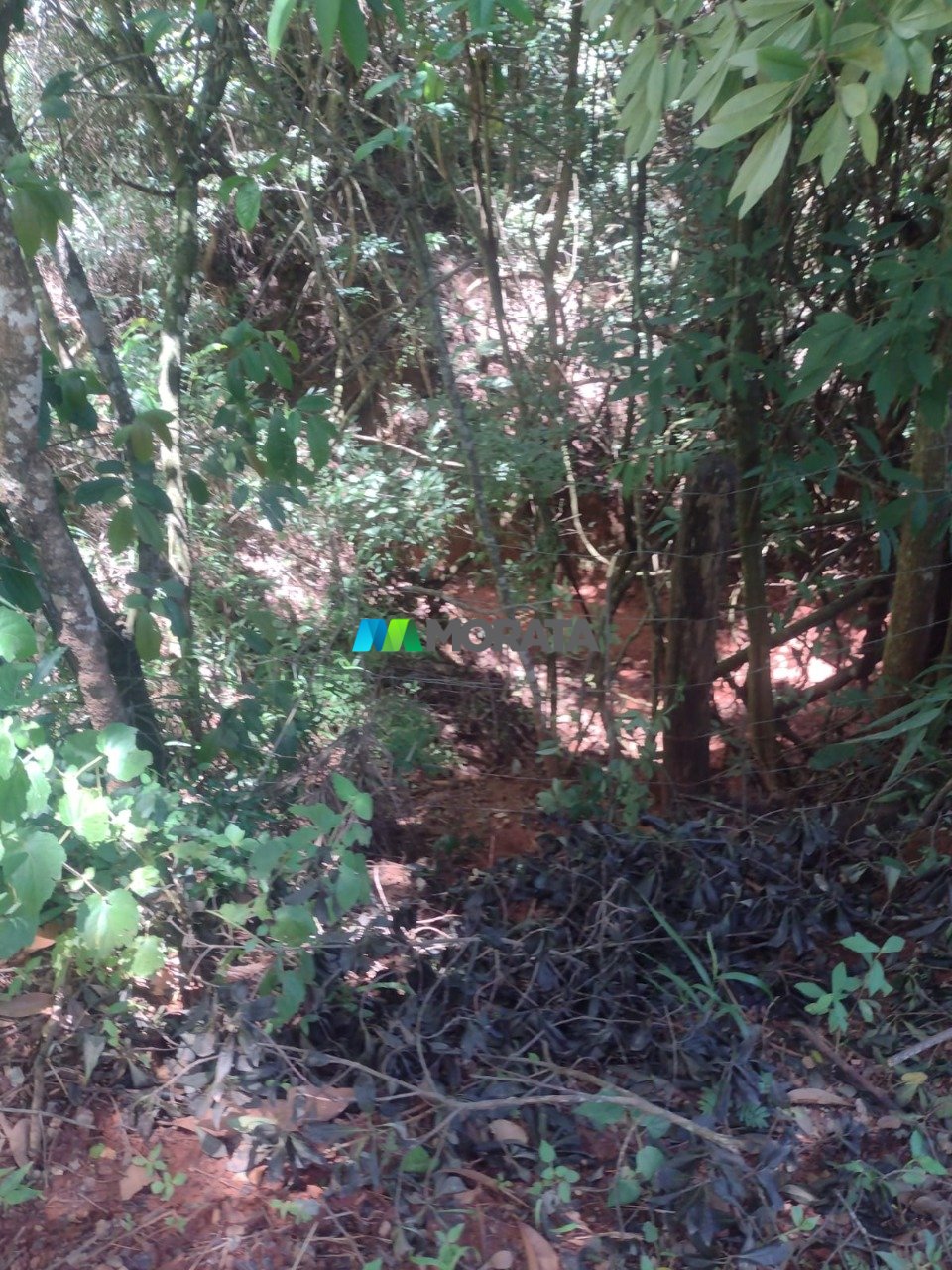 Imagem da propriedade 4