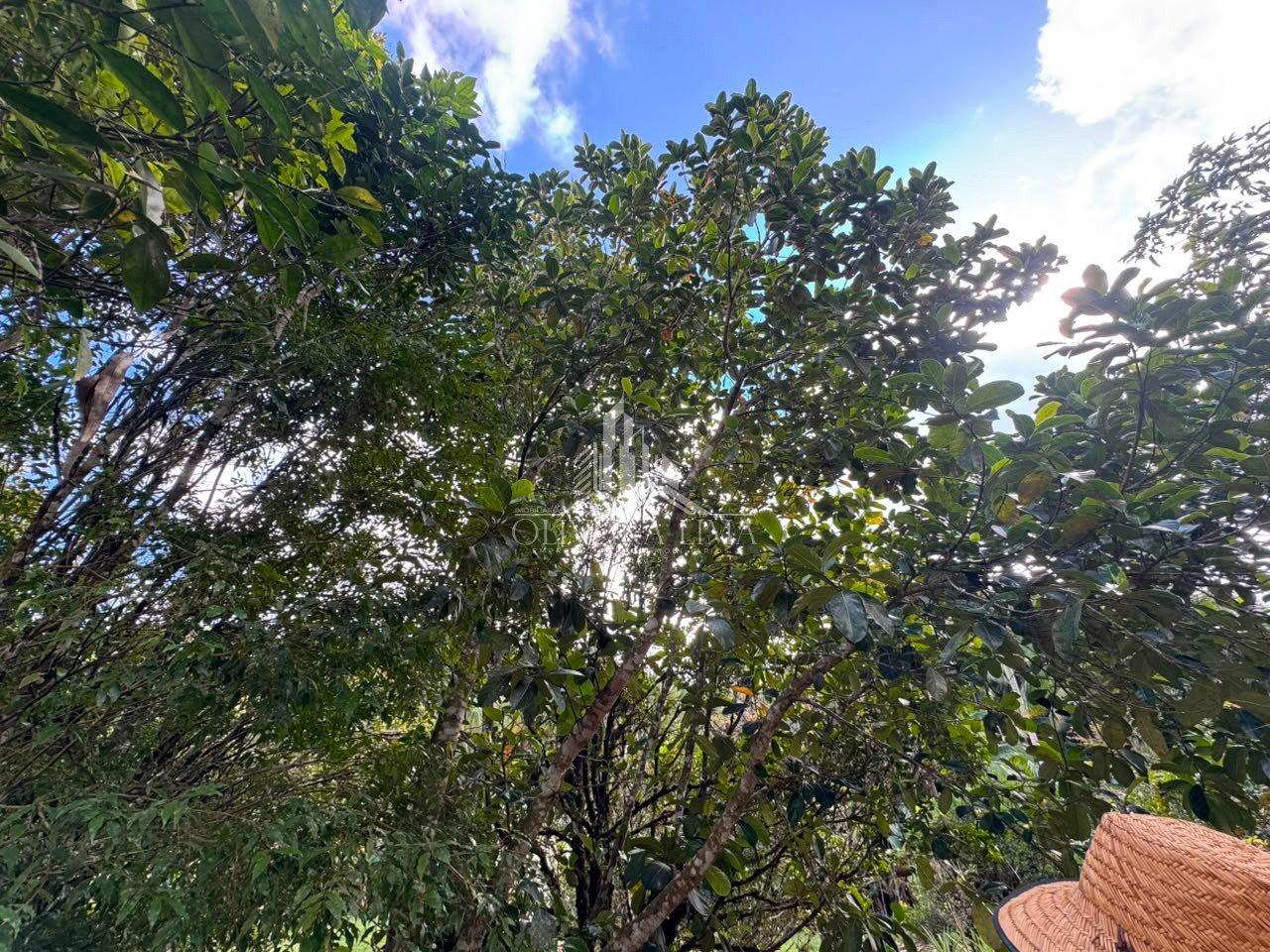 Imagem da propriedade 6