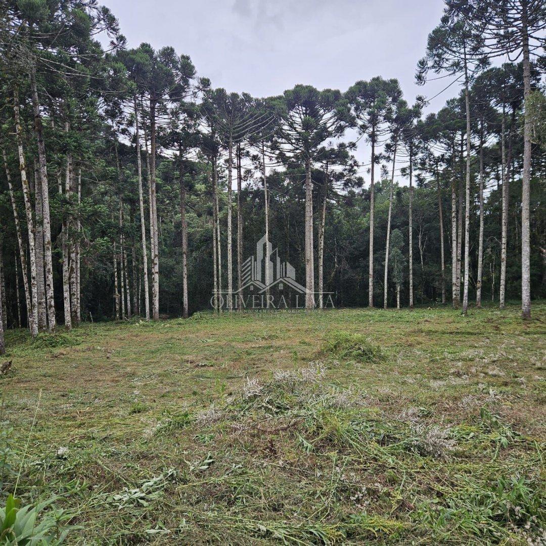 Imagem da propriedade 6