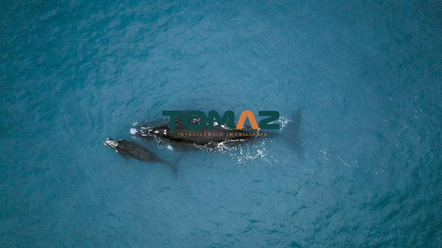 Imagem da propriedade 21